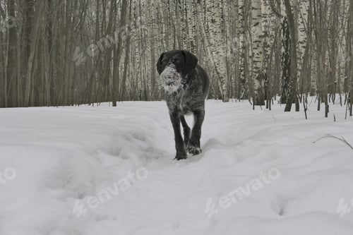 Preview: A hunting dog of a German breed with a hard wiry coat, drathaar in the forest in winter against the