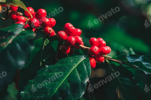 Preview: Coffee beans ripening on tree in North of thailand