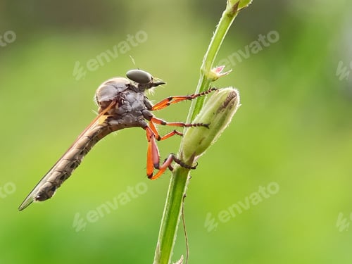 Preview: Robberfly
