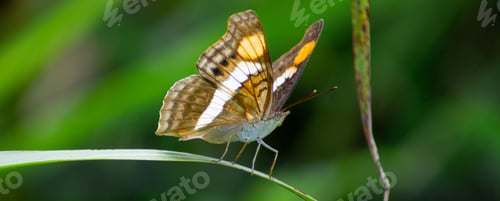 Preview: Macro closeup shot of an Adelpha Californica butterfly perched on a leaf
