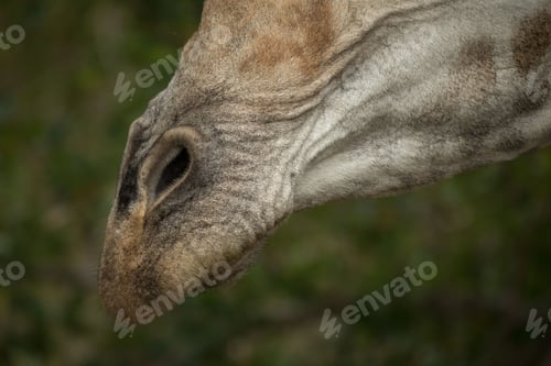 Preview: A close up of a giraffe's mouth and nose, Giraffa camelopardalis giraffa