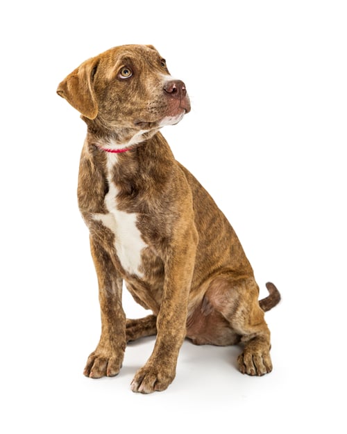 Preview: Cute Puppy Looking Over Shoulder