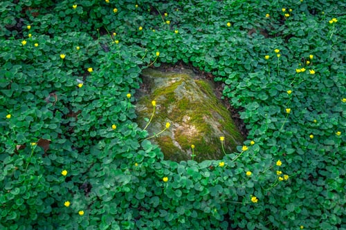 Preview: Beautiful shot of a stone covered in moss surrounded by fig buttercups