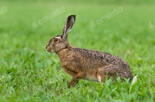 Preview: Brown hare