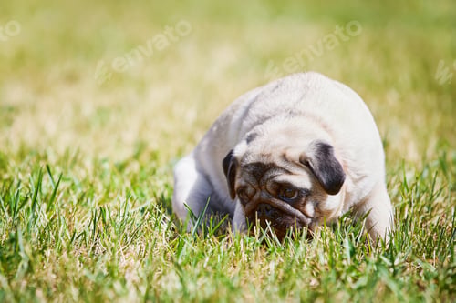 Preview: Cute pug dog playing on green grass