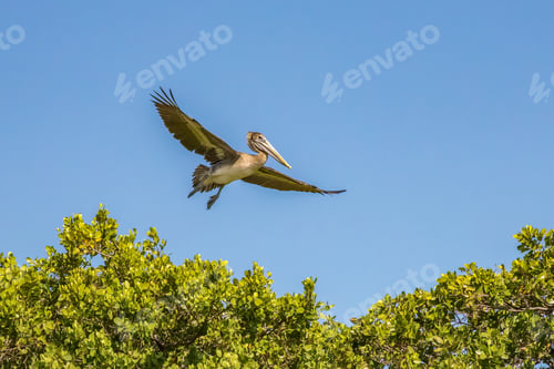 Preview: Pelican Flying High