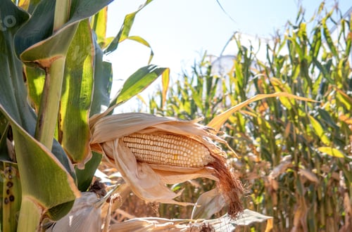 Preview: Corn cobs in corn plantation field.