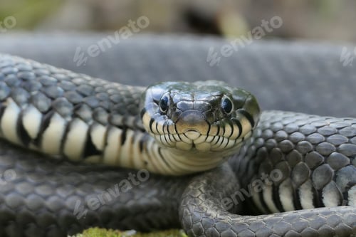 Preview: Snake close-up in its natural habitat.