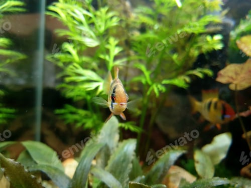 Preview: Closeup shot of a Bolivian ram cichlid swimming in a clear freshwater aquarium