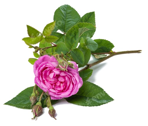 Preview: Blooming pink rose bud with green leaves on a white background, beautiful flower, close up