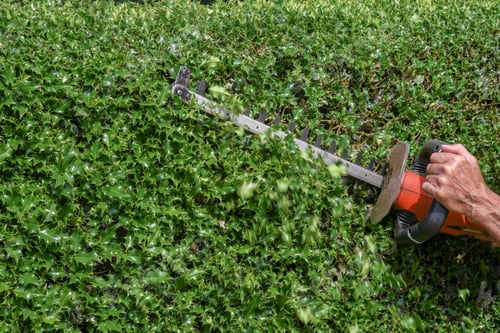 Preview: Close up of electric hedge trimmer cutting overgrown thorny holly bushes, seasonal landscaping