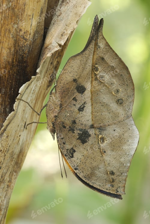 Preview: Dead-leaf or orange oakleaf butterfly, Kallima inachus