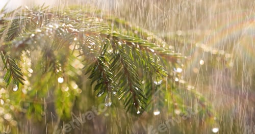 Preview: Rain on a sunny day. Close-up of rain on the background of an evergreen spruce branch.