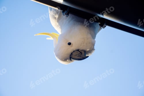 Preview: Cockatoo looking on you from the roof. Australian backyard
