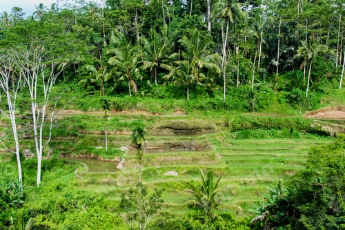 Preview: Lush rice terraces surrounded by tropical greenery in Ubud, Bali, Indones
