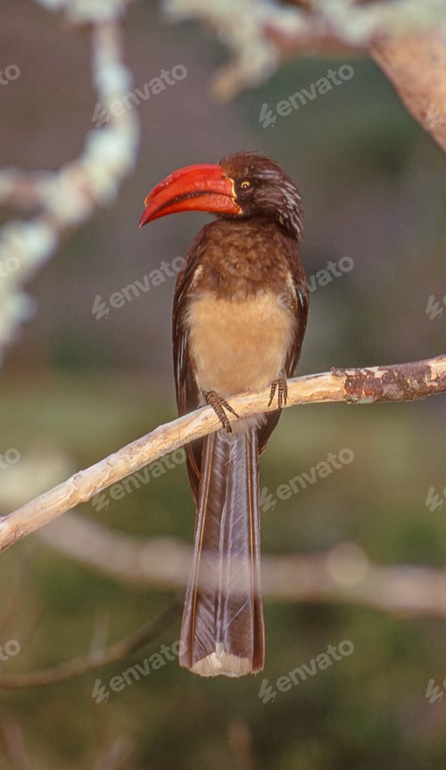 Preview: Crowned Hornbill in Kenya