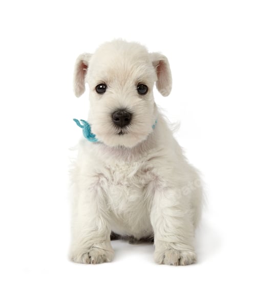 Preview: white schnauzer puppy