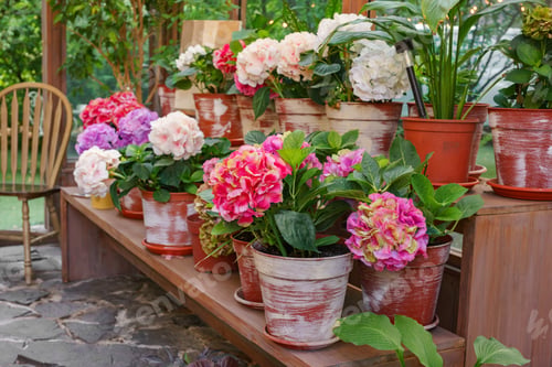 Preview: Wooden Greenhouse Full Of Blooming Flowers And Lush Plants In Bright And Vibrant Summer Garden