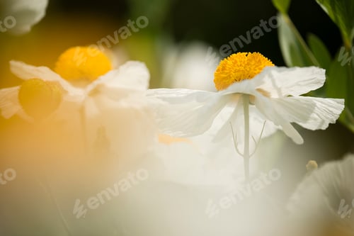 Preview: Details of California tree poppy flowers