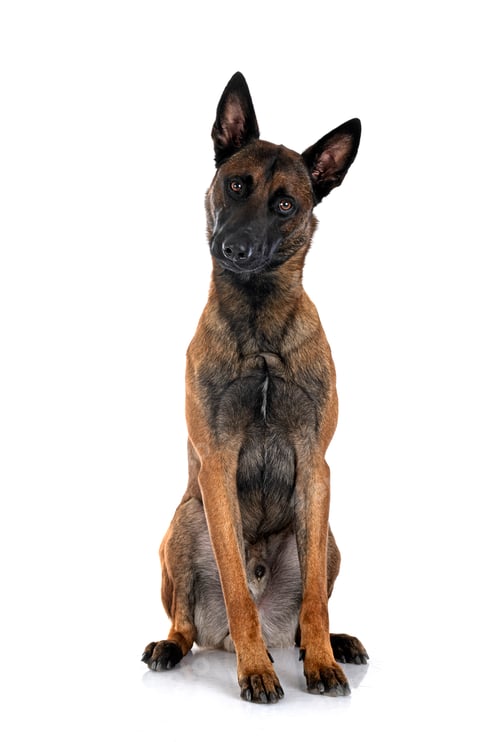 Preview: malinois in studio