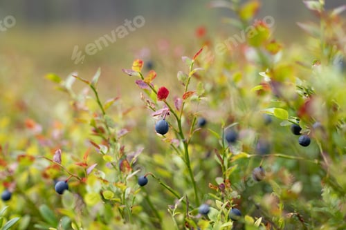 Preview: Wild Bilberries (Vaccinium myrtillus) in the forest.