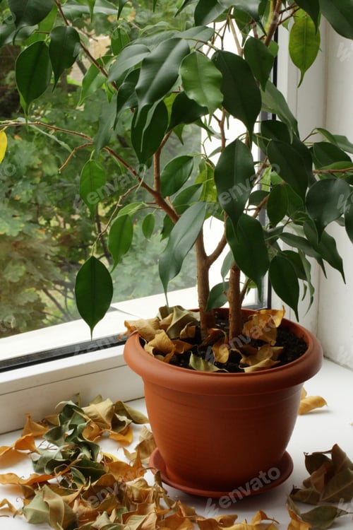 Preview: ficus with dried leaves. Bad care of household plants. Flower got yellow and dry at home.