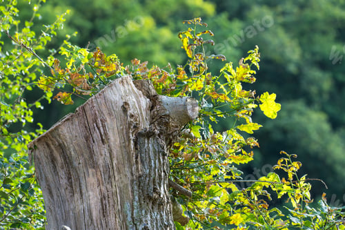 Preview: Only cut what you need. Cropped shot of a tree stump in the woods.