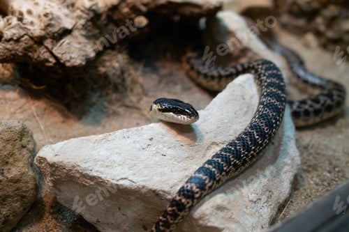 Preview: Head Of A Snake Coming Out Of A Stone
