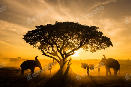 Preview: Elephants at sunrise in Thailand