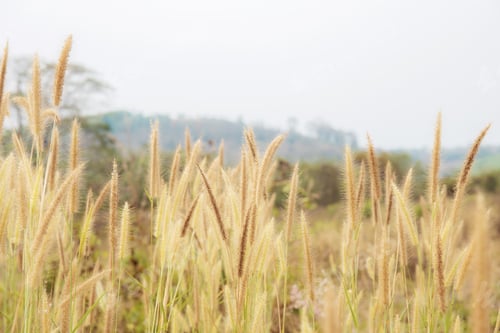 Preview: Meadow in field