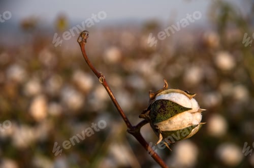 Preview: Cotton fields ready for harvesting, agriculture photo.