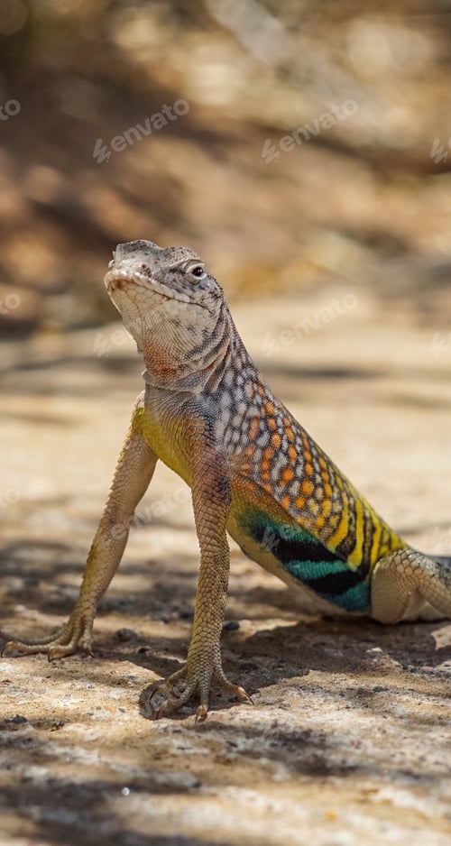 Preview: Greater Earless lizard