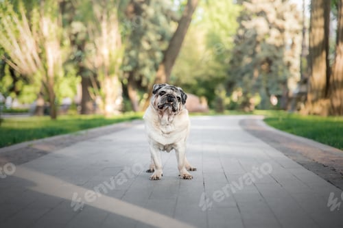 Preview: Happy cute dog. Old pug breed sitting on green grass in garden. Old dog concept. Senior dog