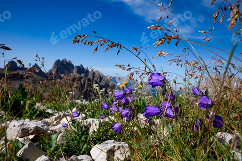 Preview: Abstract background of Alpine flowers.