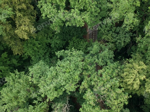 Preview: Aerial view with a drone of a train railroad in the green forest