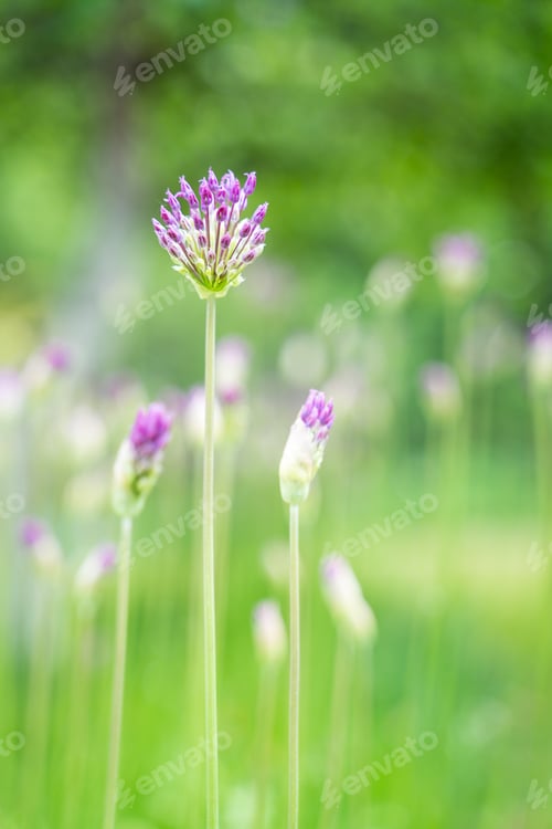 Preview: buds of lilac flowers against a green meadow background with soft focus and free space for text