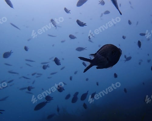 Preview: Colorful sea life underwater, shallow underwater seascape