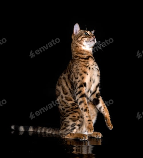 Preview: bengal cat in studio