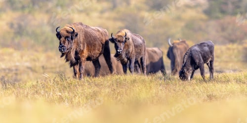 Preview: Wisent or European bison group