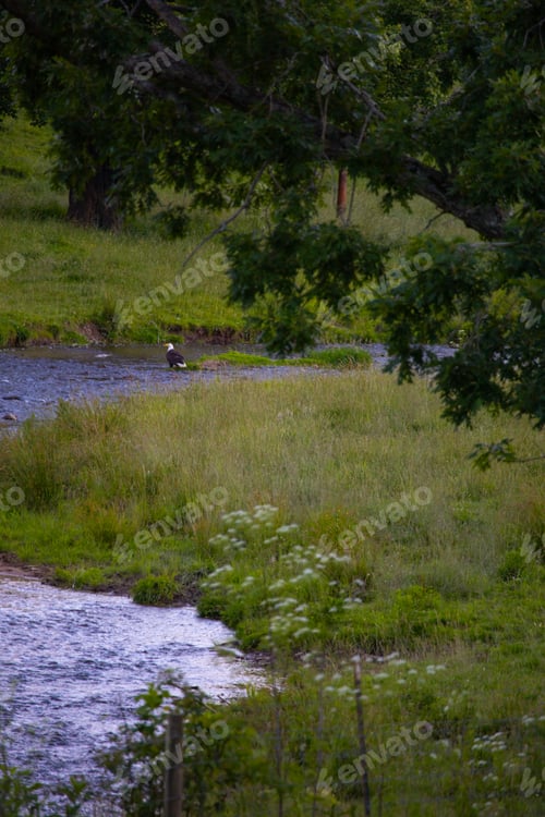 Preview: Bald eagle on the farm