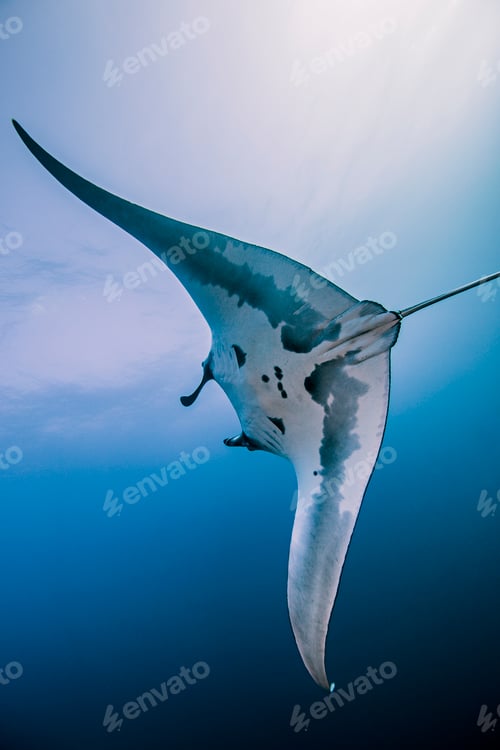 Preview: Giant Ocean Manta Ray, Socorro, Mexico