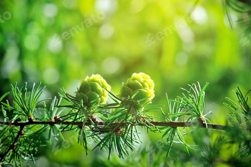 Preview: Young cones of larch tree in sunlight