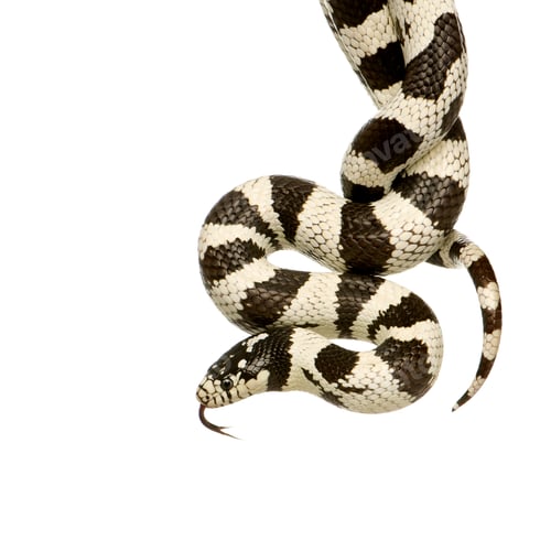 Preview: California Kingsnake - Lampropeltis getulus californiae