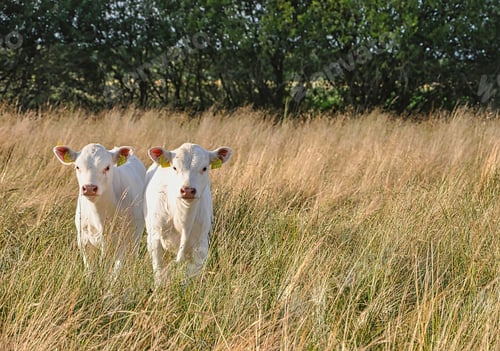 Preview: Two white cows with ear tags on the field