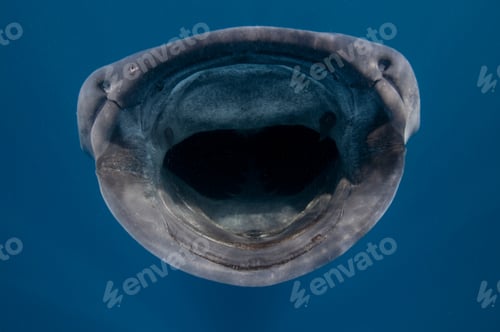 Preview: Close up of whale shark (Rhincodon typus) feeding on plankton, Contoy Island, Quintana Roo, Mexico