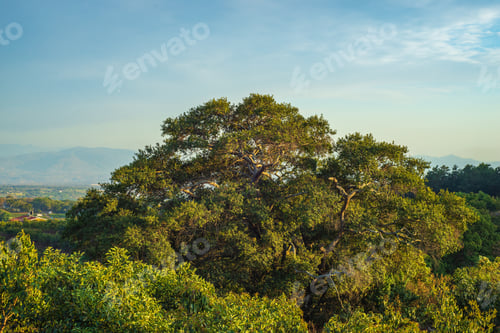 Preview: Foliage of trees with blue sky background. Country landscape.