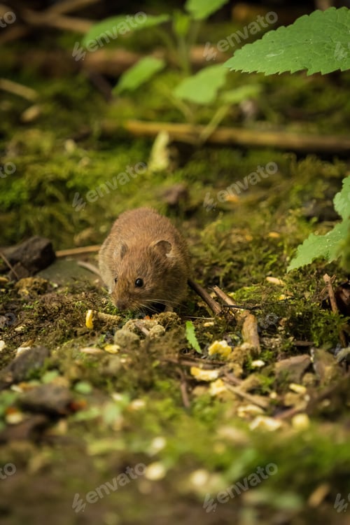 Preview: Small rodent in the forest searching for food