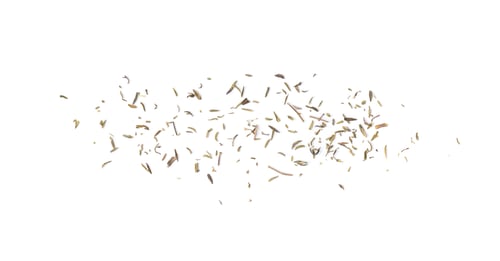 Preview: Scattered Dried Thyme Leaves on White Background
