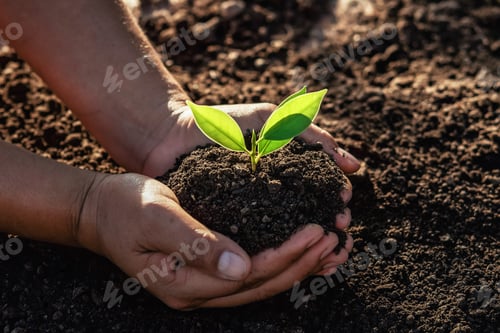 Preview: hand holding small tree for planting in morning light. concept green world earth day