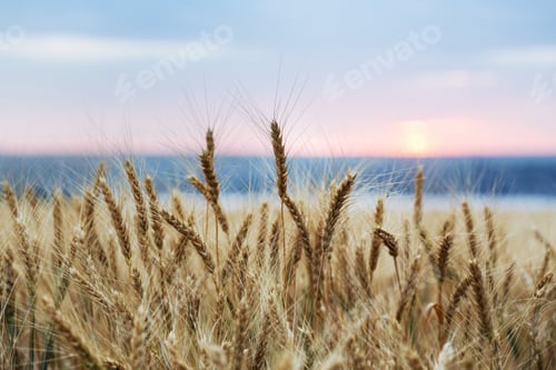Preview: sunrise over the wheat field